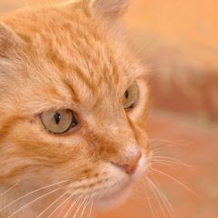 Napi cukiság: új osztálytársat kaptak a gyerekek