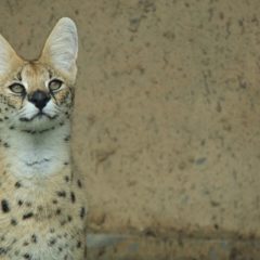 Ez lehet a világ legjobb munkája