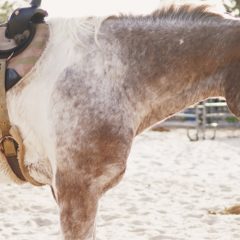 Mezőgazdasági pályaorientációs hetet szervez a Nemzeti Agrárgazdasági Kamara