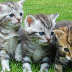 Álomállás macskaimádóknak