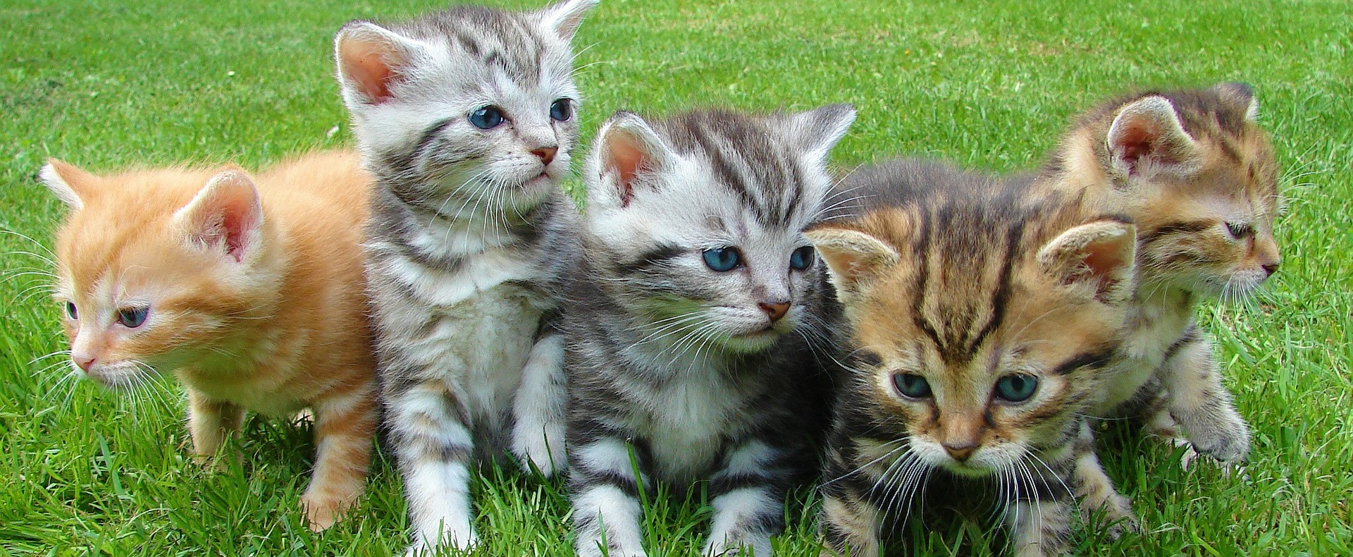 Álomállás macskaimádóknak